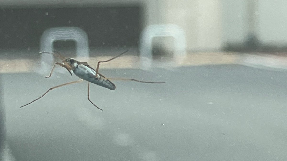 車のフロントガラスにアメンボいました