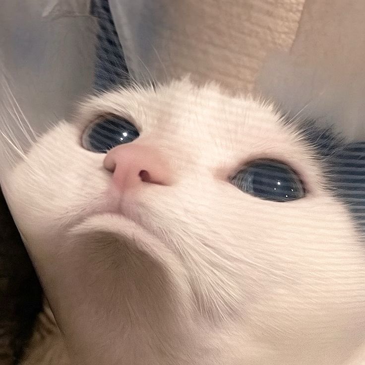 ꒰ა🐰ྀི໒꒱ tweet media