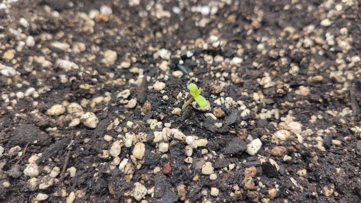 elvis immergrün aka pH Baxxter tweet media