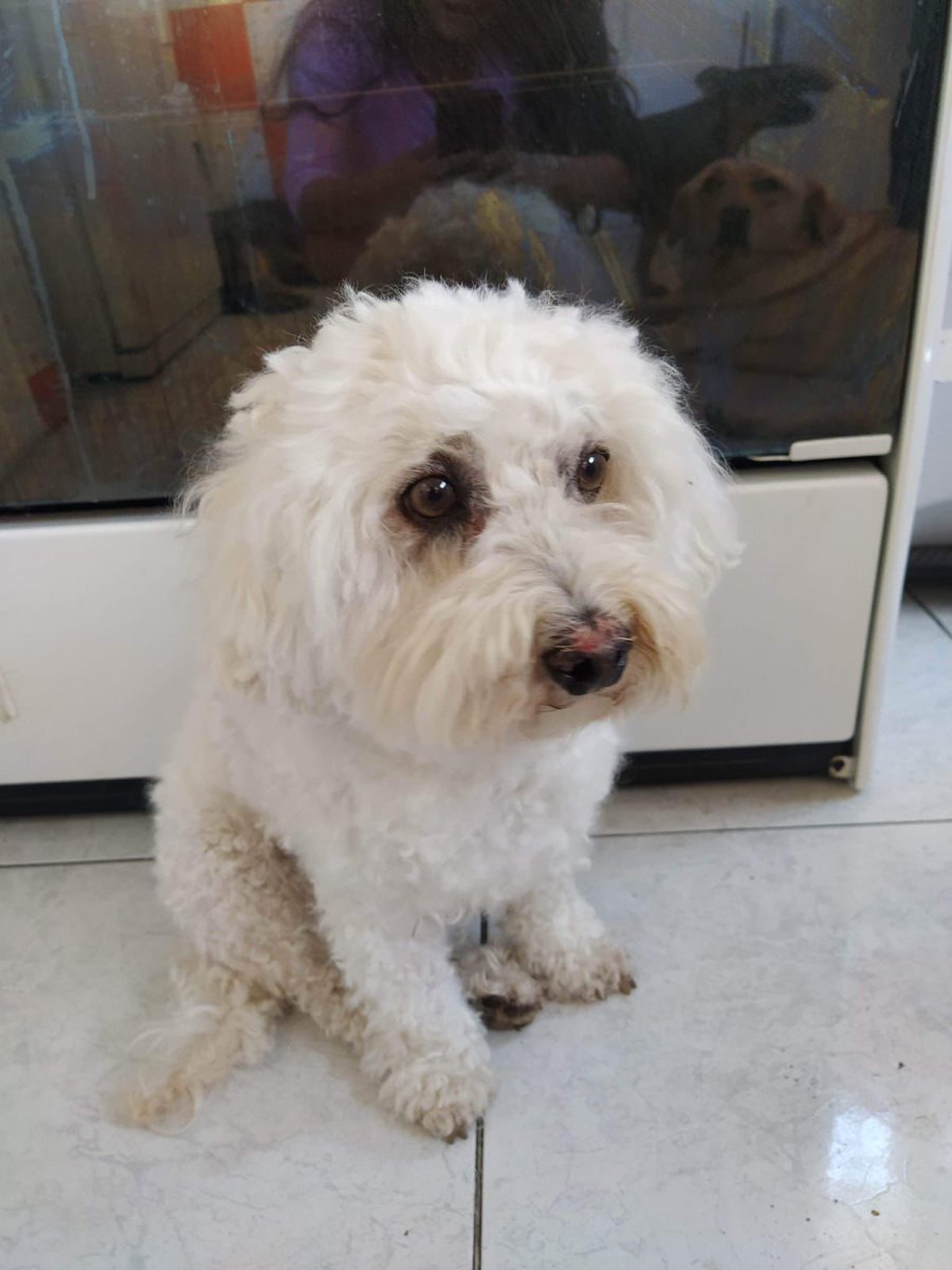 AlertaMePerdi's tweet image. *ACTUALIZACIÓN*
#PERDIDO #QUITO
Nombre: #Toby
Fecha: 07-04-26
Sector: Norte, Camilo Guachamin y Segundo León
Sexo: Macho
Raza: French
Obsv.: Tiene el dorso de la nariz rosada porque no tolera el sol
Contacto: 0982979481
¡Ayúdalo a volver con su familia!
#AlertaMePerdí