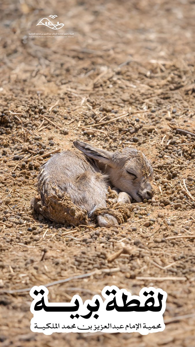 روحٌ جديدة تنضم لحياة البرية 🦌