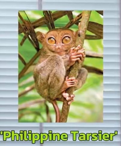 🐱คุณหนูแซลมอน🎂COPPER20thBD tweet media