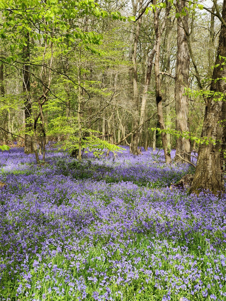 Matedwards7's tweet image. This years carpet.
Bures 
#Suffolk #Bluebells