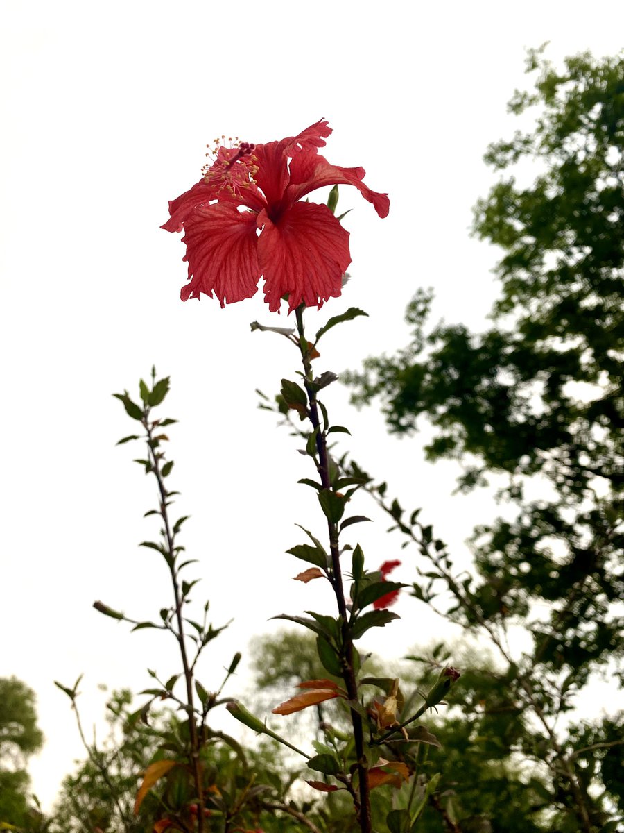 Raja Shaheryar Khan tweet media