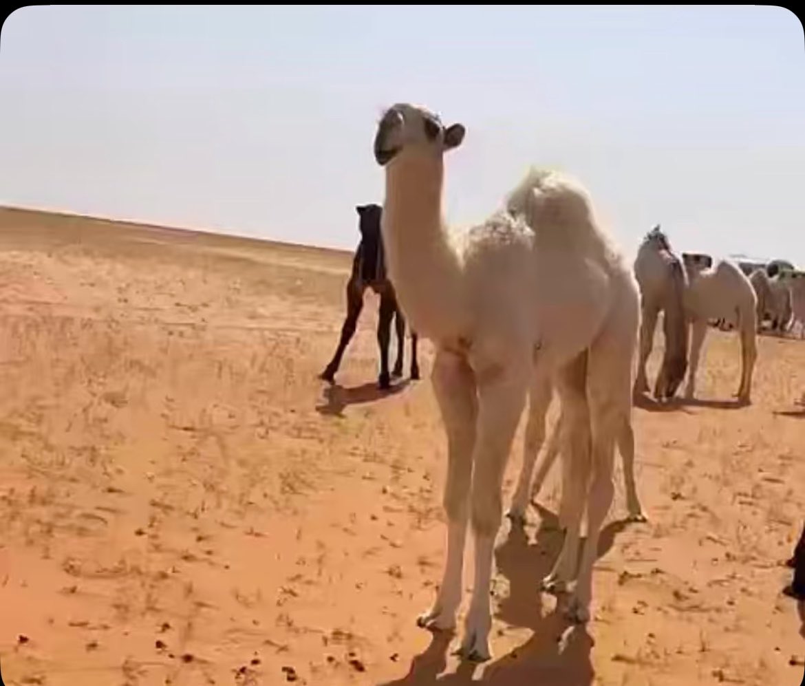 عبدالله بن دغيثر مايضوّي الا نخبويه ❤️✅