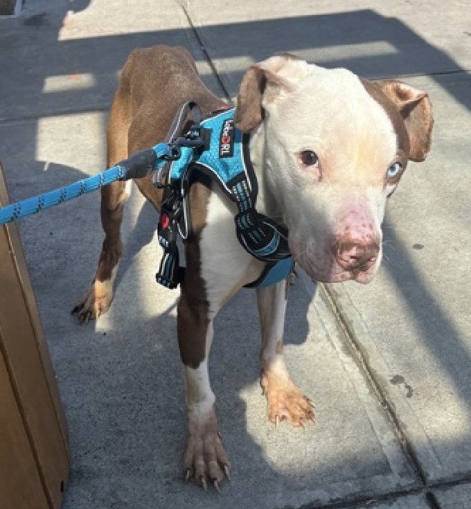 Davey Bark Bowie🔥💔🎯
New Dog on the Block  
nycacc.app/#/browse/251590 
#AdoptMe 

Meet Davey Bark Bowie🏆
A true survivor
Abandoned, he fended for himself 
Emaciated, his paws filthy from digging for scraps 
This 2yr old boy has seen the worst of humanity😭

Weary
Give him time