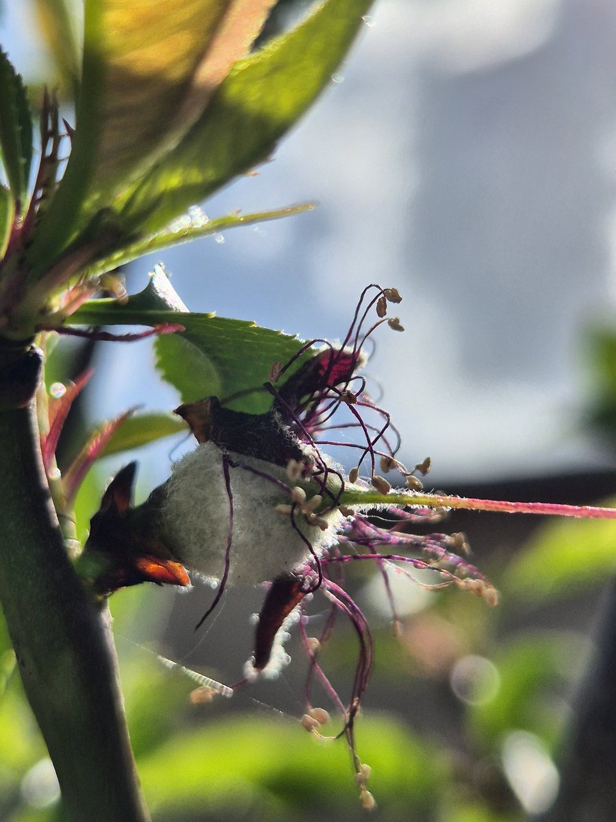 Denise_v_D_'s tweet image. Yes!!!😀 The first peaches have been spotted!🍑 #allotment