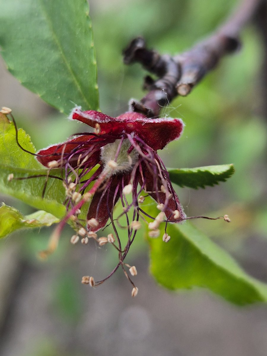 Denise_v_D_'s tweet image. Yes!!!😀 The first peaches have been spotted!🍑 #allotment