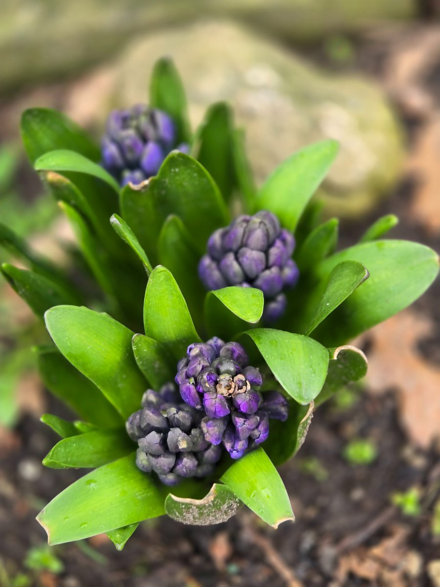 Lindakx947's tweet image. After noticing that the rabbits decided to chomp on our Rose of Sharon 😠 it was nice to see these Hyacinth sprouting beautifully. 😊 #backyardviews #gardenlife #springvibes  Wishing you moments that will make you smile today.