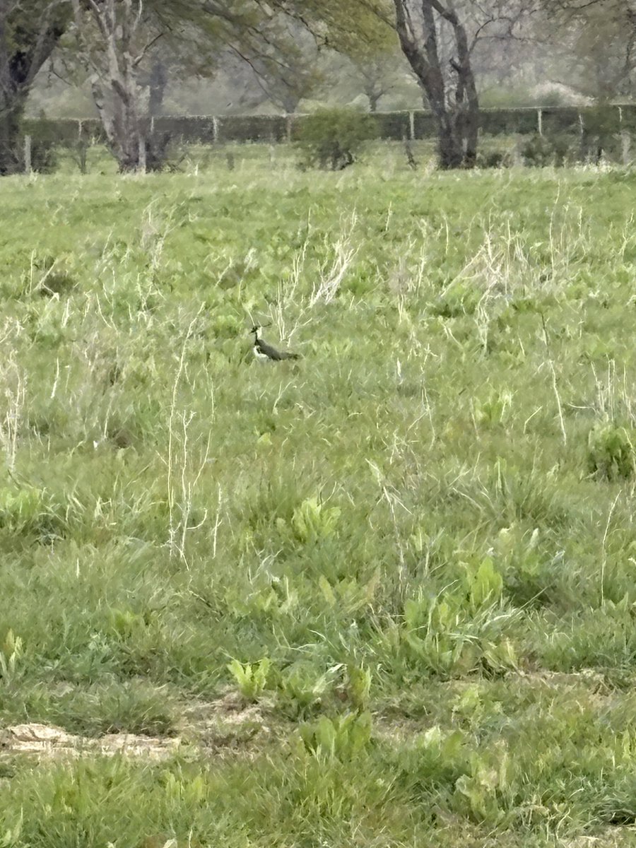 sussexfarming's tweet image. No big headlines of wolf releases, just a plain bad photo of plain old lapwing on a plain herbal ley with a few mates nesting. Everyone measures success differently #farming #birds