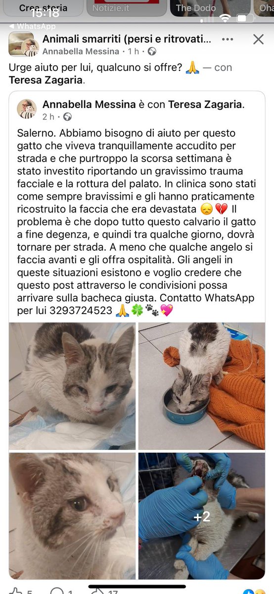 Qua la Zampa tweet media