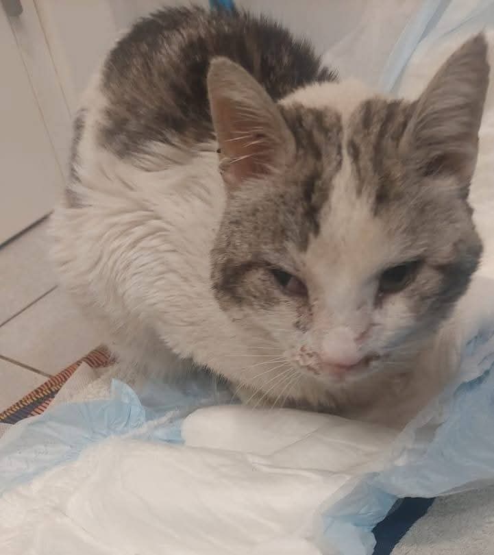 Qua la Zampa tweet media