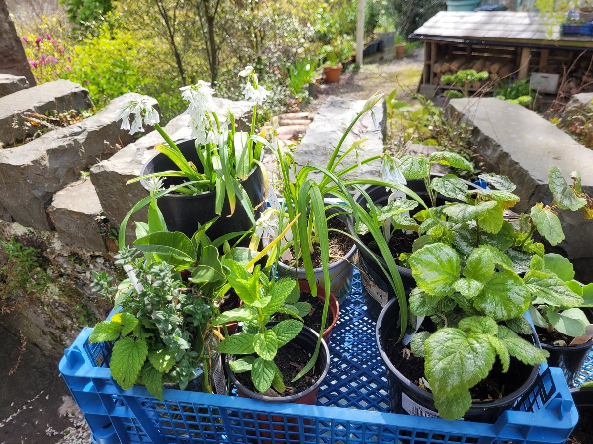 dovecotenursery's tweet image. Veg plants, herbs, hanging baskets and pots on the table today 😀 #anglesey #local #seasonal