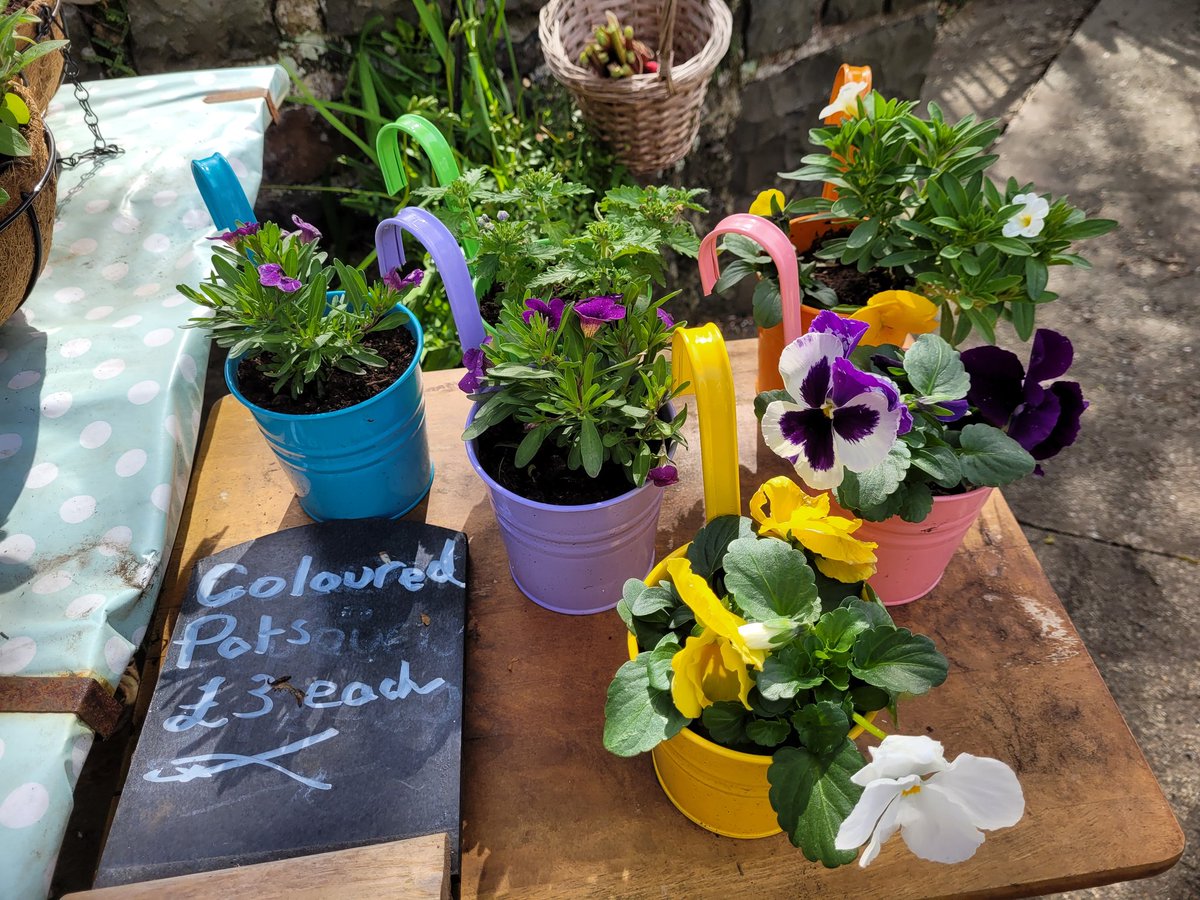 dovecotenursery's tweet image. Veg plants, herbs, hanging baskets and pots on the table today 😀 #anglesey #local #seasonal