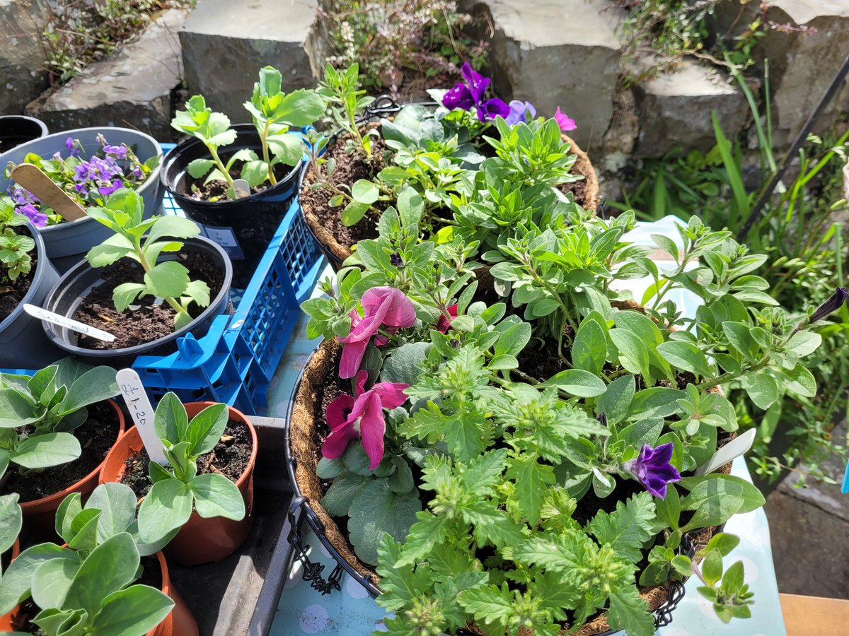 dovecotenursery's tweet image. Veg plants, herbs, hanging baskets and pots on the table today 😀 #anglesey #local #seasonal