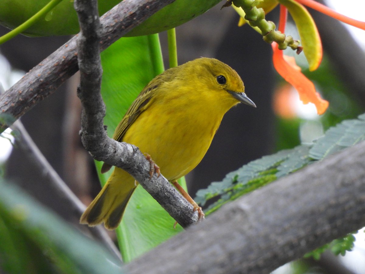 alphagalileo's tweet photo. Our April newsletter is here!

Dive into this month’s Top 5 must-reads and discover our Editor's Choice.  

See our stunning Image of the Month: the female Galápagos yellow warbler impressively challenges everything we thought we knew about birdsong!   

https://t.co/vSJ3Xlkm3r https://t.co/hrnjHKPMIF