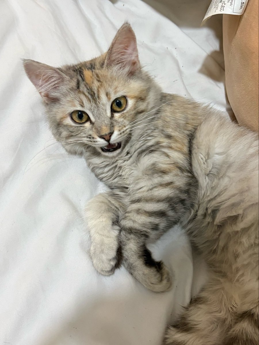 Leo 레오 tweet media