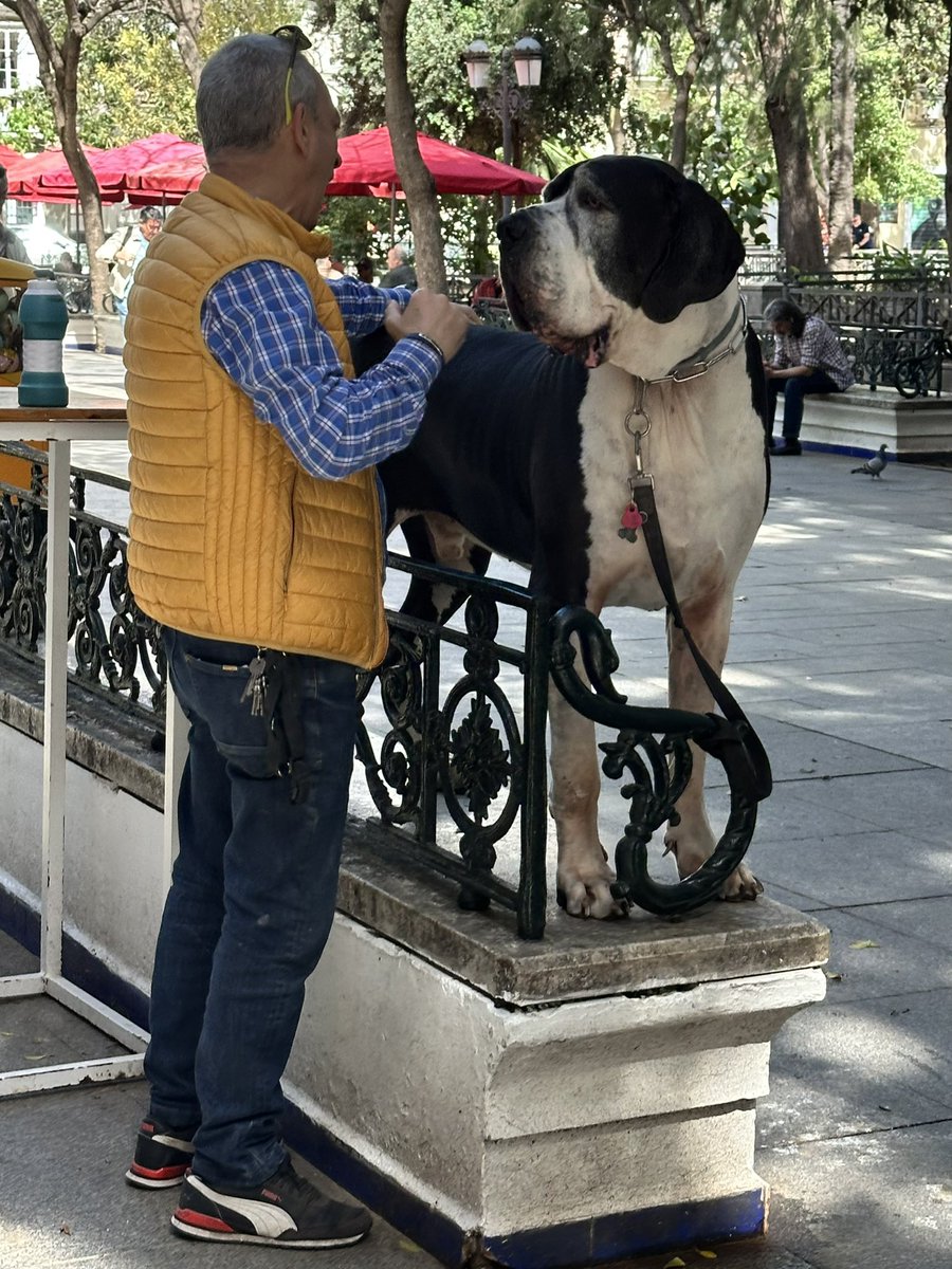 JuanRaAr's tweet photo. Cosas que se ven en un paseo en #Cádiz https://t.co/ZFX7vmP4lp