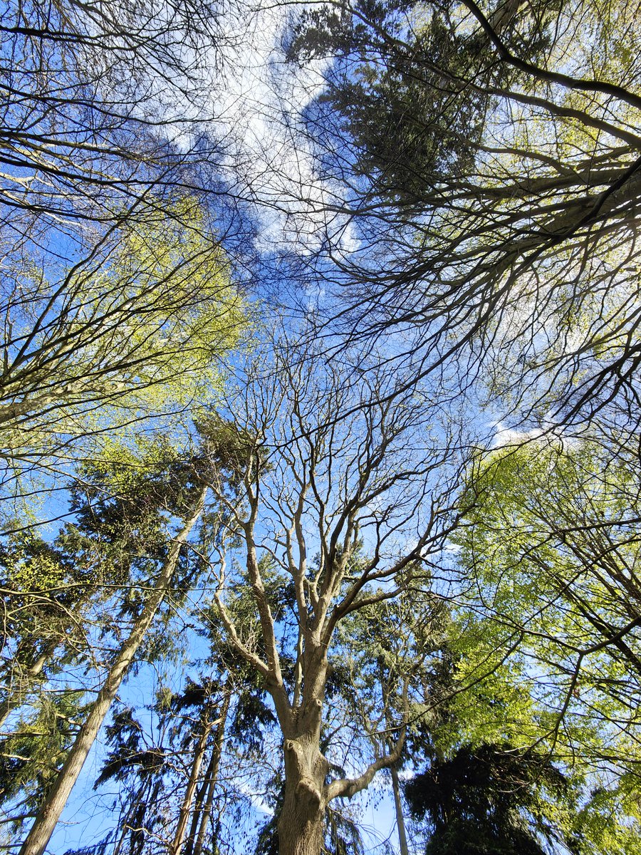 Matedwards7's tweet image. Above the bluebells.
#Suffolk