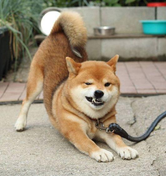 Samet11877734's tweet image. "From tiny paws to big adventures—watch your pup grow!  Every wag, every zoomie, every snuggle is a memory in the making.  #PetGrowth #DogLove"