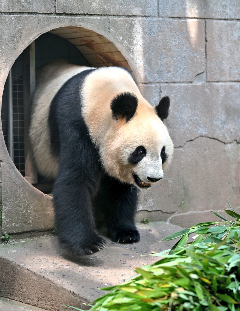 ふわうたた tweet media