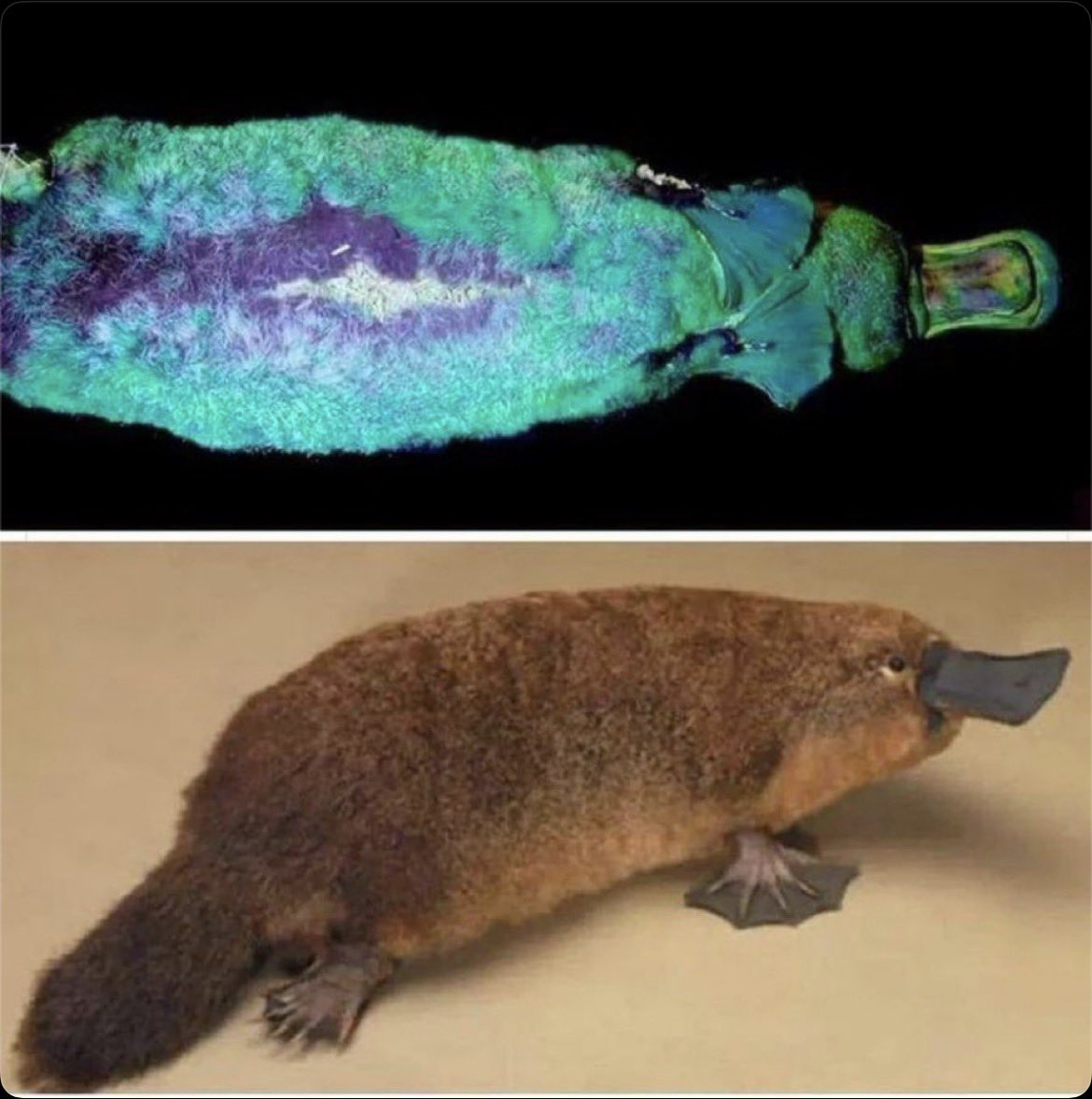 World of Science tweet media