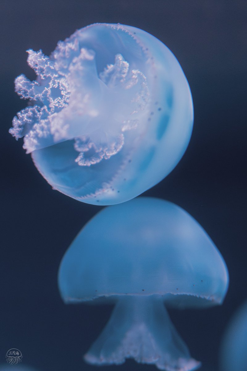 三月海(mitsuki umi) tweet media