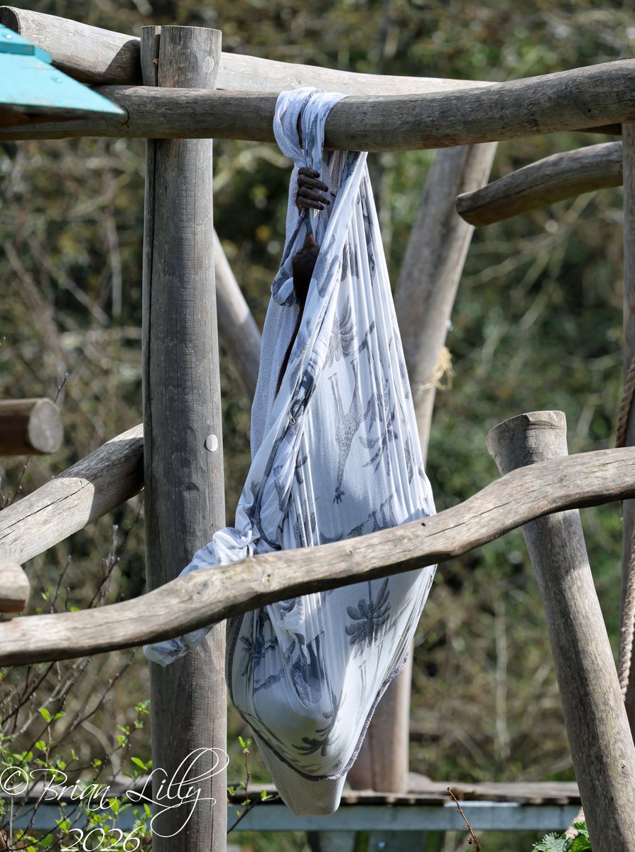 brglilly's tweet image. Natalia making a hammock @PaigntonZoo #orangutan #primates