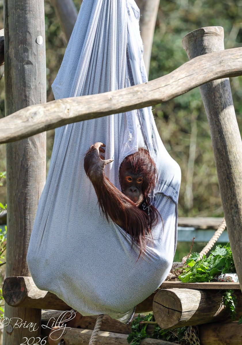 brglilly's tweet image. Natalia making a hammock @PaigntonZoo #orangutan #primates