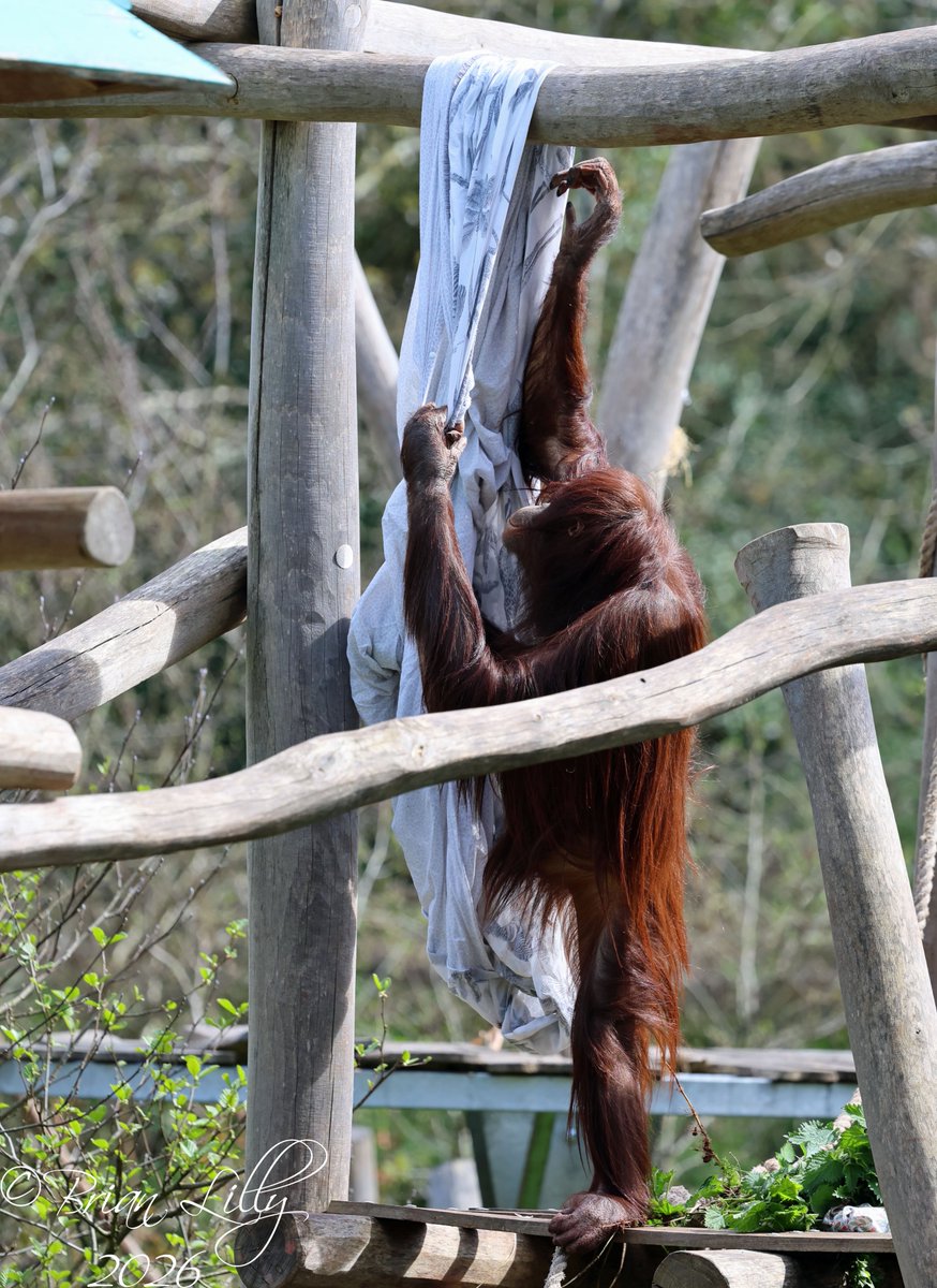 brglilly's tweet image. Natalia making a hammock @PaigntonZoo #orangutan #primates