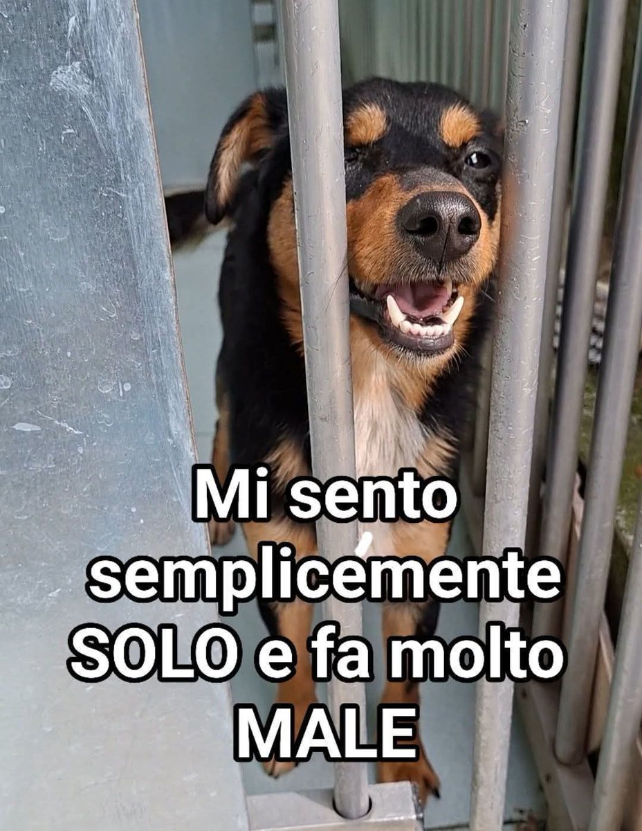 zampa_qua's tweet photo. STRAURGENTISSIMO 🆘🆘🆘🆘🆘🆘😭
https://t.co/5SSbVBHyW7  TORRE 3 anni cerca una famiglia per sempre..🙏😔ADOTTATELO  #4voiceless https://t.co/Y97M5lLogP