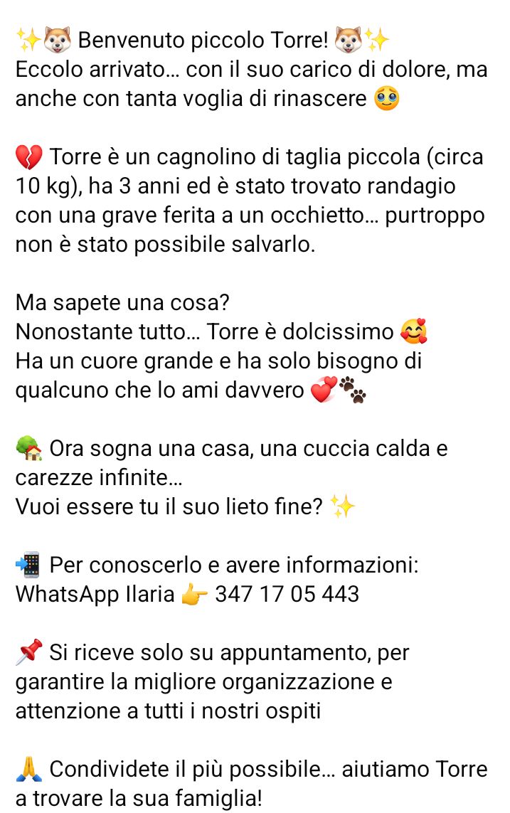 zampa_qua's tweet photo. STRAURGENTISSIMO 🆘🆘🆘🆘🆘🆘😭
https://t.co/5SSbVBHyW7  TORRE 3 anni cerca una famiglia per sempre..🙏😔ADOTTATELO  #4voiceless https://t.co/Y97M5lLogP