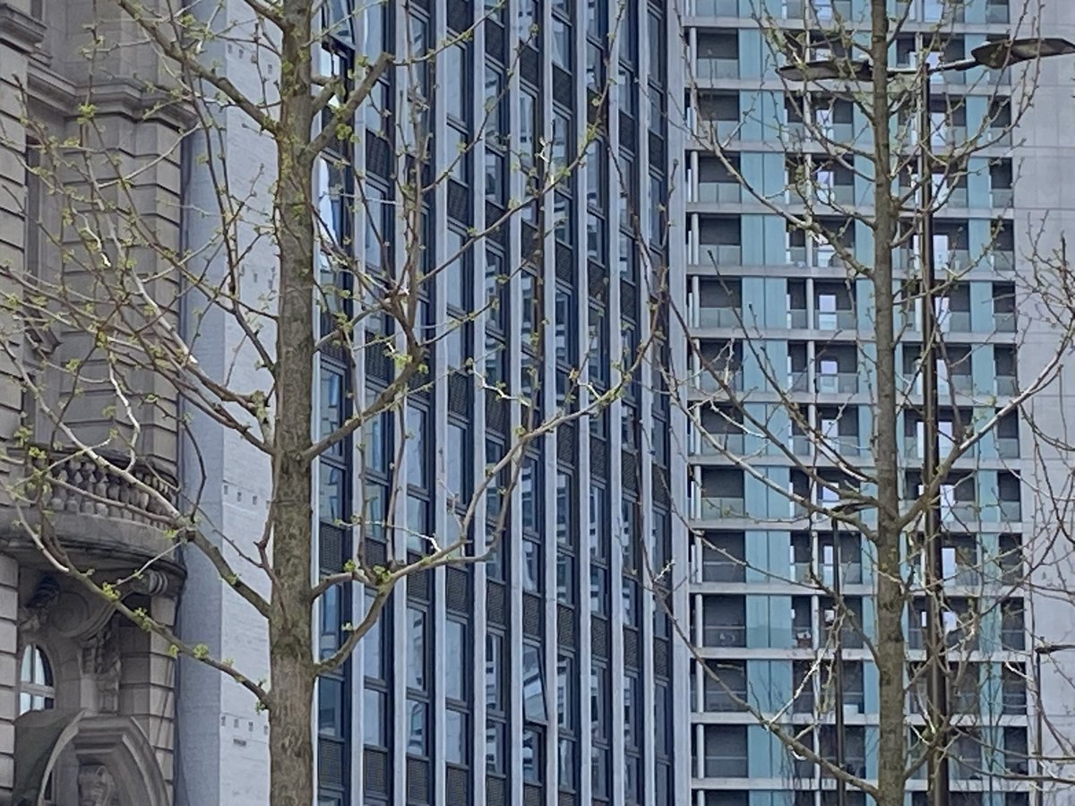 chailey_'s tweet photo. @ReissOmari @ParadiseBham Correction: walking past just now, I *can* see evidence of the leaf buds bursting. https://t.co/lY8p7DAkP4