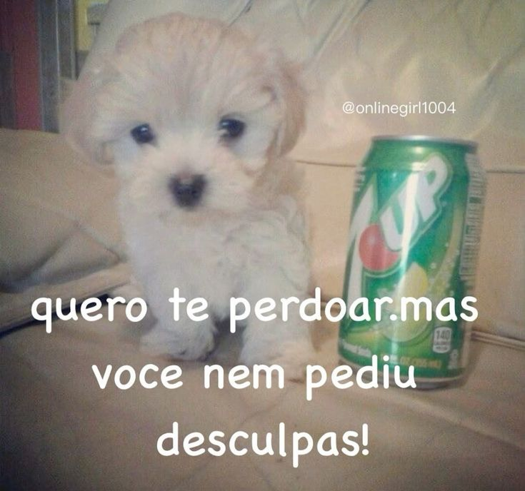 perfil dedicado a gatinhos e peitos tweet media