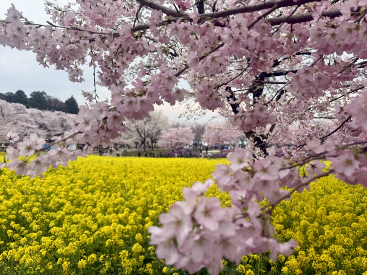route666jp's tweet photo. 見る機会に恵まれた #2026年の桜

🌸マイ造花
🌸赤城南面千本桜
🌸日本武道館
🌸白山公園

#桜 https://t.co/6bt6iUr6Vt
