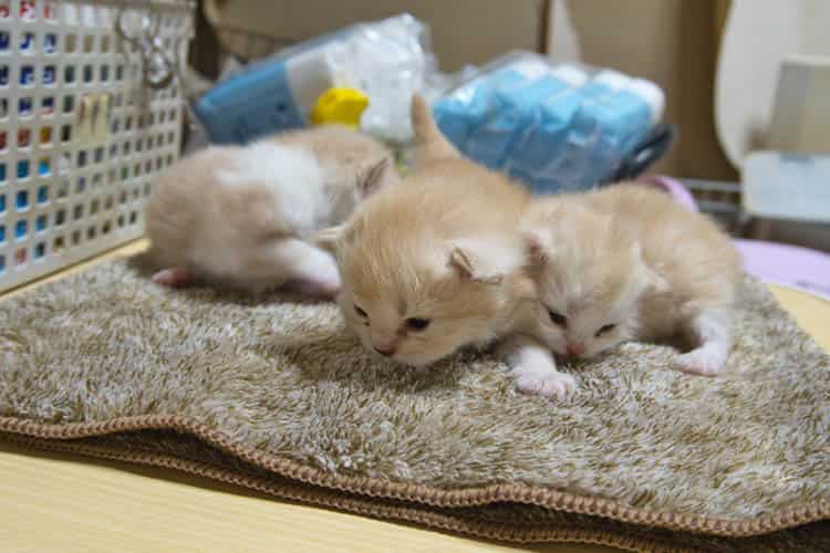 catbreederosaka's tweet photo. スコティッシュフォールド猫、ロミの赤ちゃん（可愛い子猫）産まれました！2026年4月6日生まれで白と淡い茶色のかわいい子猫。すぐに成長するのでおでスコ見学ご予約受付中！大阪市の子猫ブリーダー
https://t.co/wnQiwHjsqN
#スコティッシュフォールド #子猫 #猫 #子猫里親募集 #大阪 #大阪府 #大阪市 https://t.co/JrsnZGIvuO