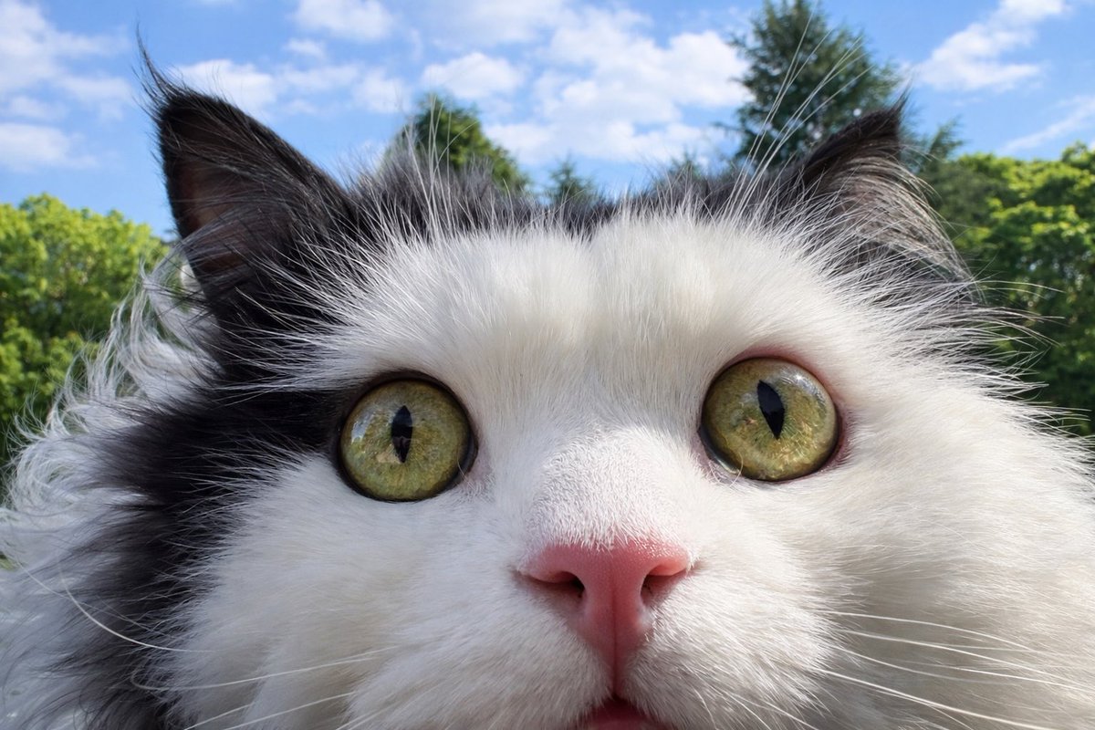 リプ返する田中ねねさん tweet media