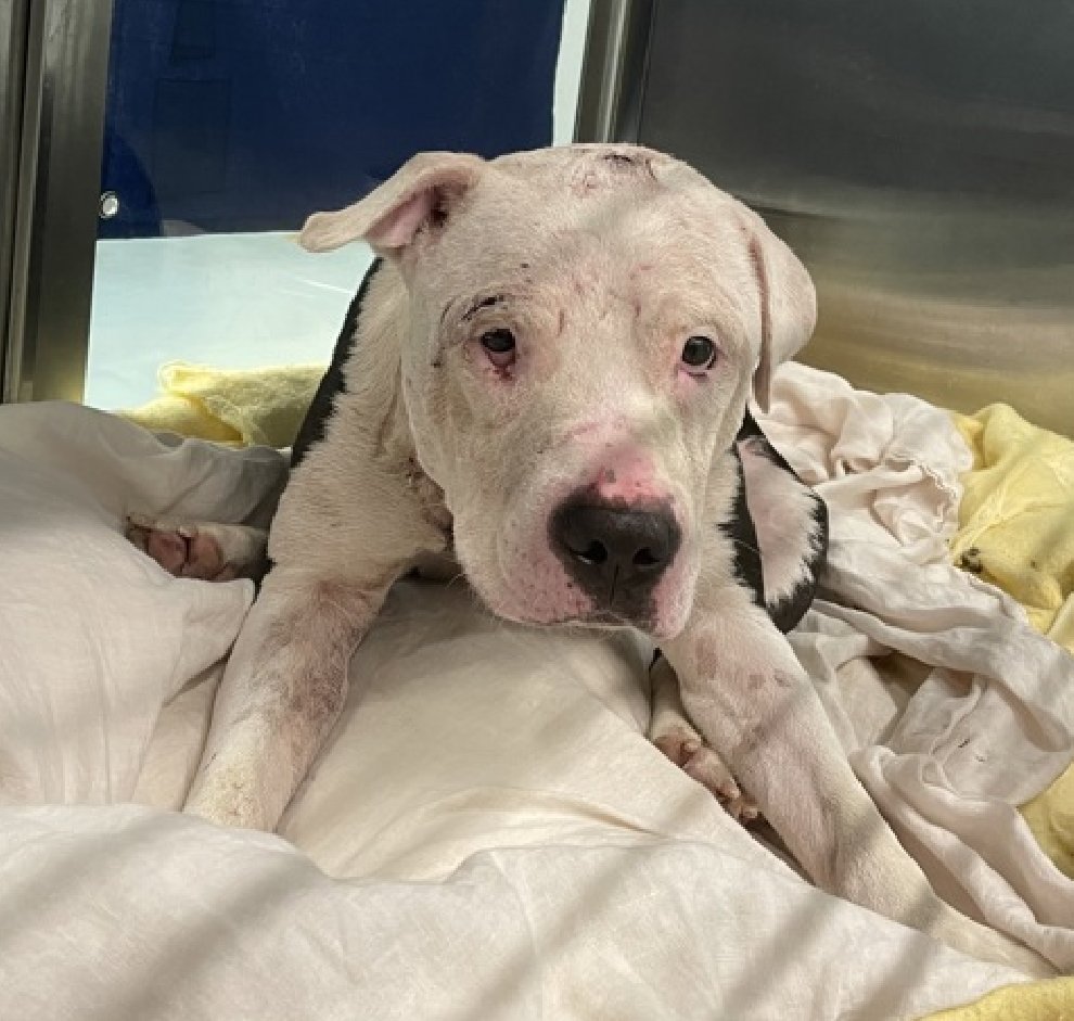 NMBewitched's tweet image. Baby🚑💔
New Dog on the Block 
nycacc.app/#/browse/250135 
Rescue Only 
#FosterMe 
#Pledge4Rescue  

Here he lays, where they plopped him in his prison🔥 

Bite Wounds
His penis was stuck up inside his body on arrival, it has dropped
Methadone for pain has reduced his appetite