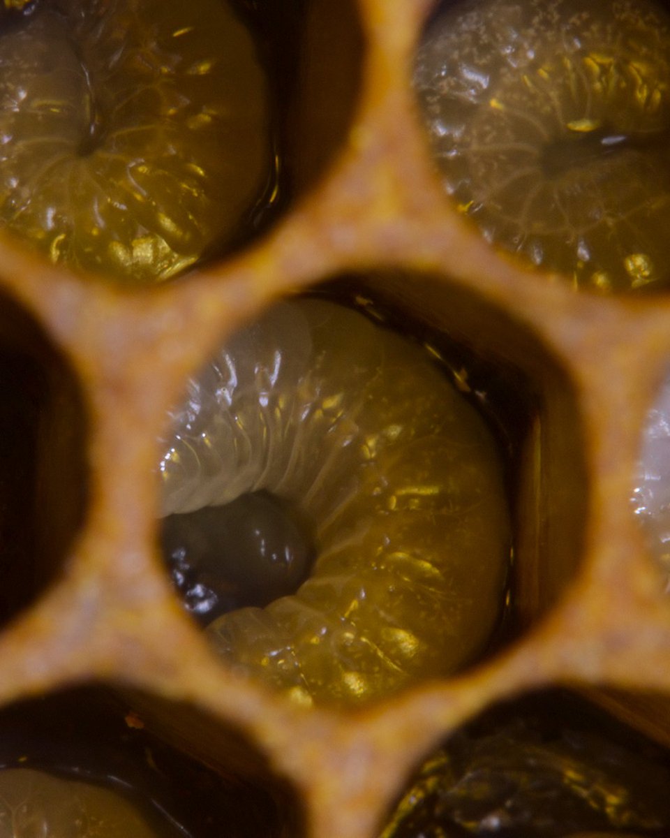 National Geographic Science tweet media