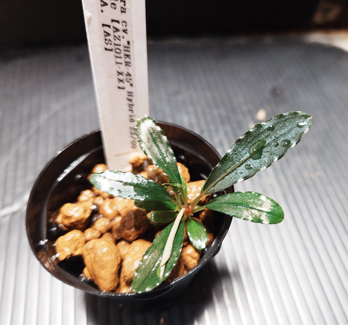 endlerslove tweet media