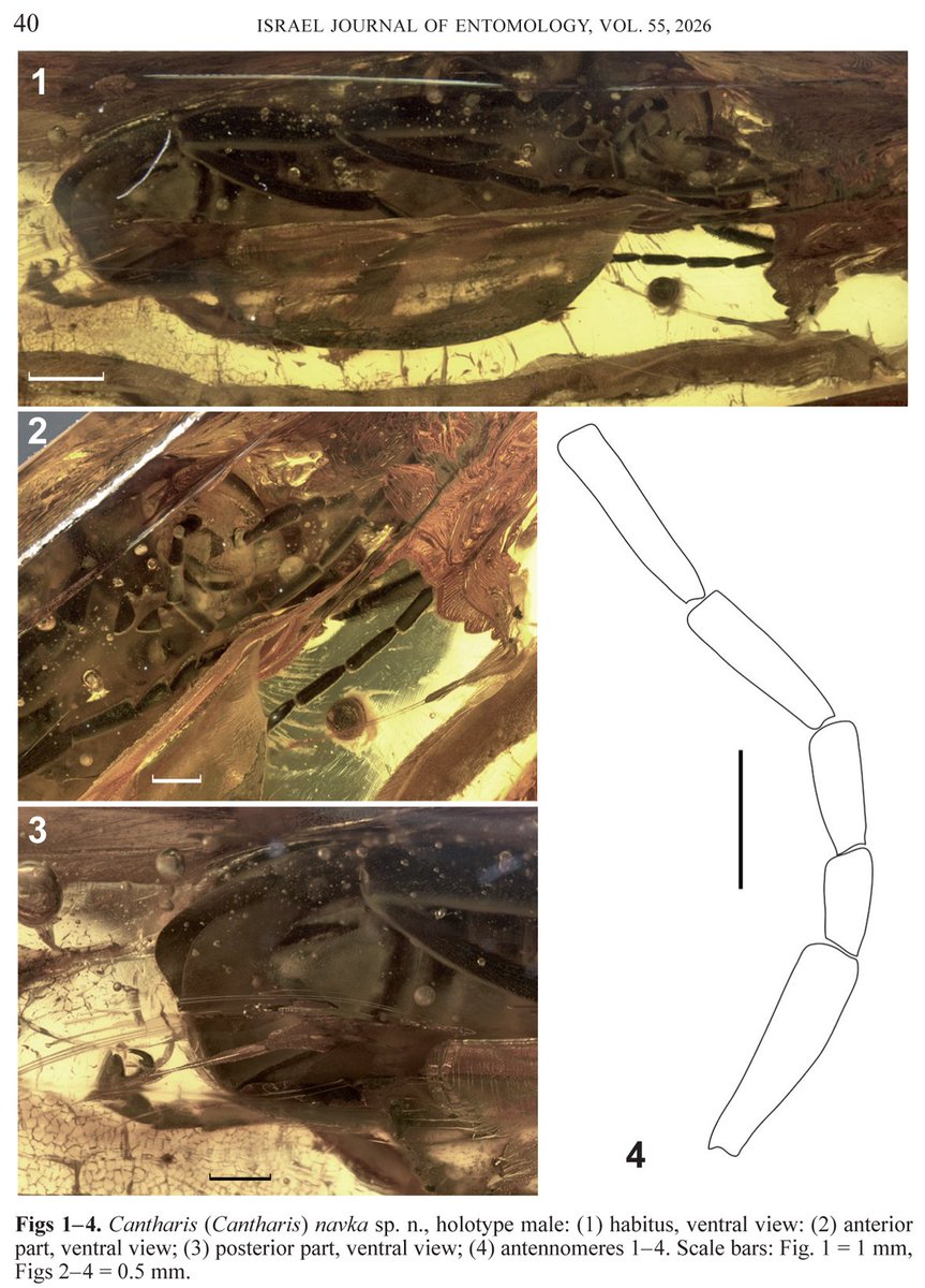 MikeMostovski's tweet photo. New species of soldier #beetles, Cantharis navka sp. n. (#Coleoptera: #Cantharidae), is described from the late #Eocene Rovno #amber: https://t.co/5QqE9LGUnb
@ColSocBI #Cenozoic #fossils #fossilresins #insects #paleontology #resins #Ukraine https://t.co/6Z5oa3LA4m