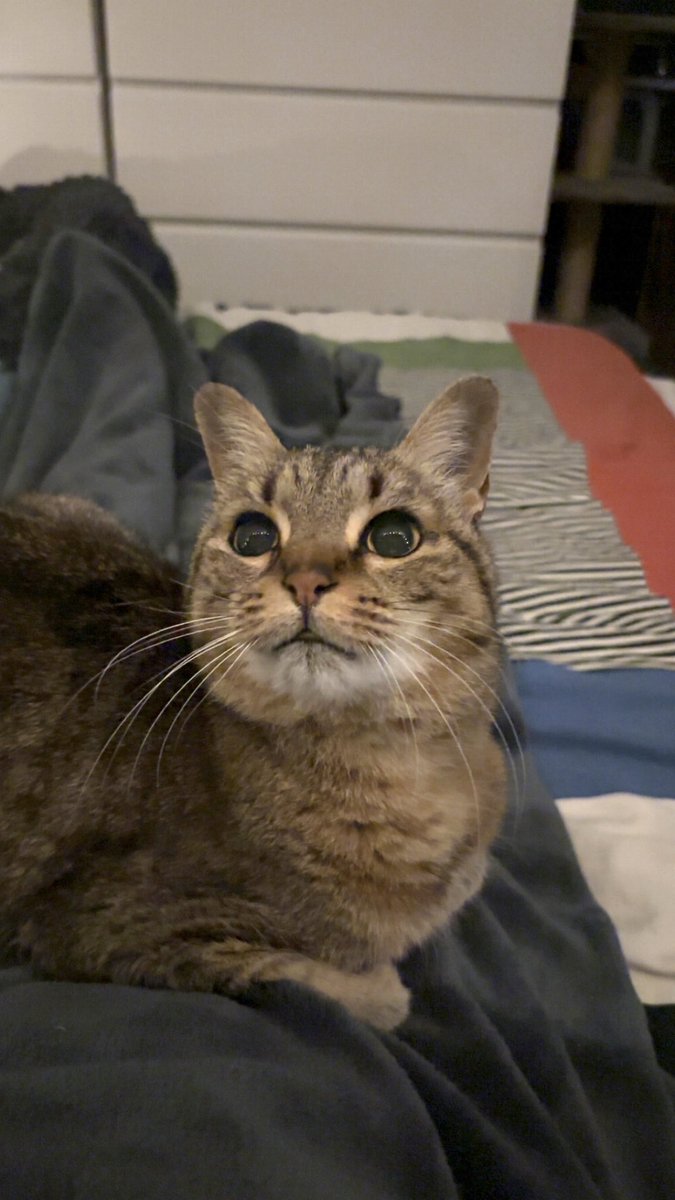 Tacos le chat tweet media