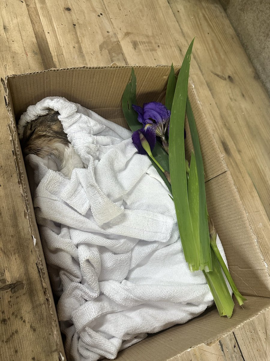 Hiteb2's tweet image. Je voulais remercier sincèrement, toutes les personnes…même ceux avec  qui j’avais perdu le contact…qui ont et sont présentes pour moi depuis la mort de ma princesse Minette 😔💔…si vous saviez l’ importance pour moi…vos messages, vos appels…

Merci infiniment 🙏🏻❤️

#RIP