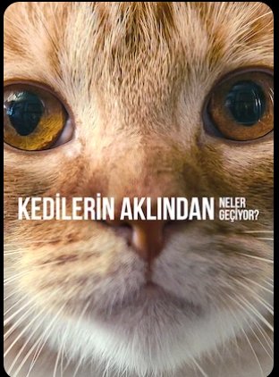 belim vidalandı imdat tweet media