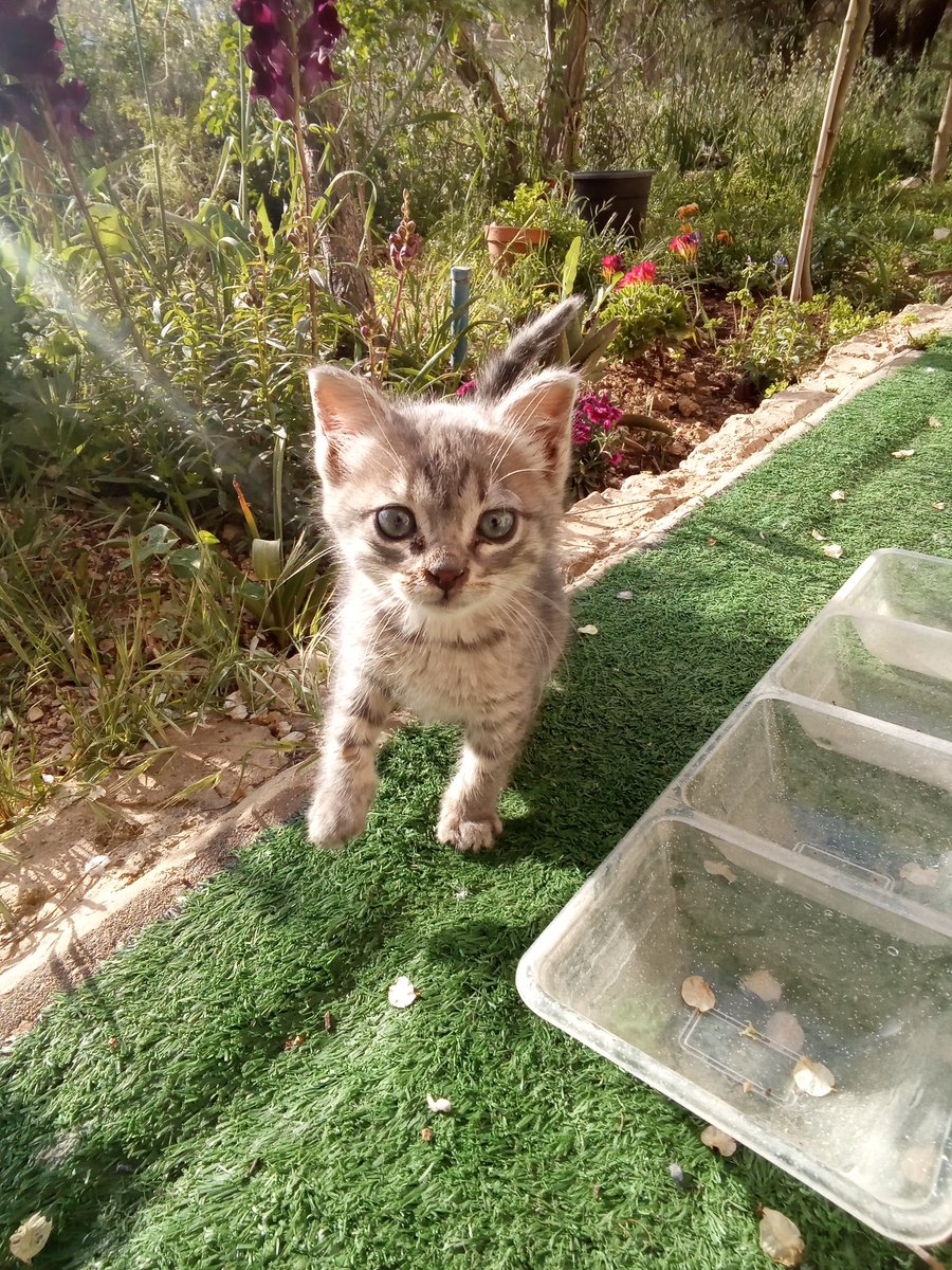 אימיול tweet media