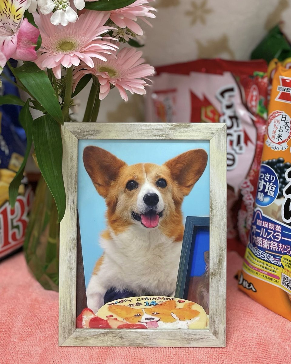 Jun_Lydon's tweet photo. “たま”

今日は暑いくらいだったけど、そっちも暑かったかい？

ヅラオはまだ頑張ってるよ
次の誕生日が来れば19才

そしてサンとこまも、もうすぐ8才

新入りのテトのことは知ってるね
来月1才になるけど、お転婆盛りだよ

大丈夫、みんな変わらないよ

だから、ずっとずっと見守っててくれよ・・・ https://t.co/yuScjYqytp