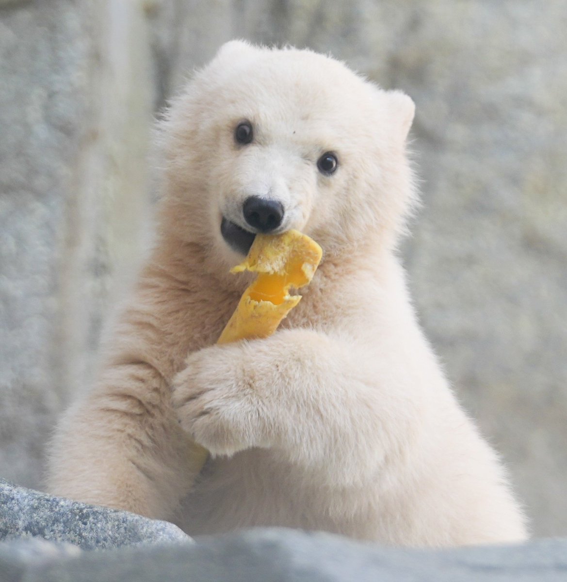 ヨッシー tweet media