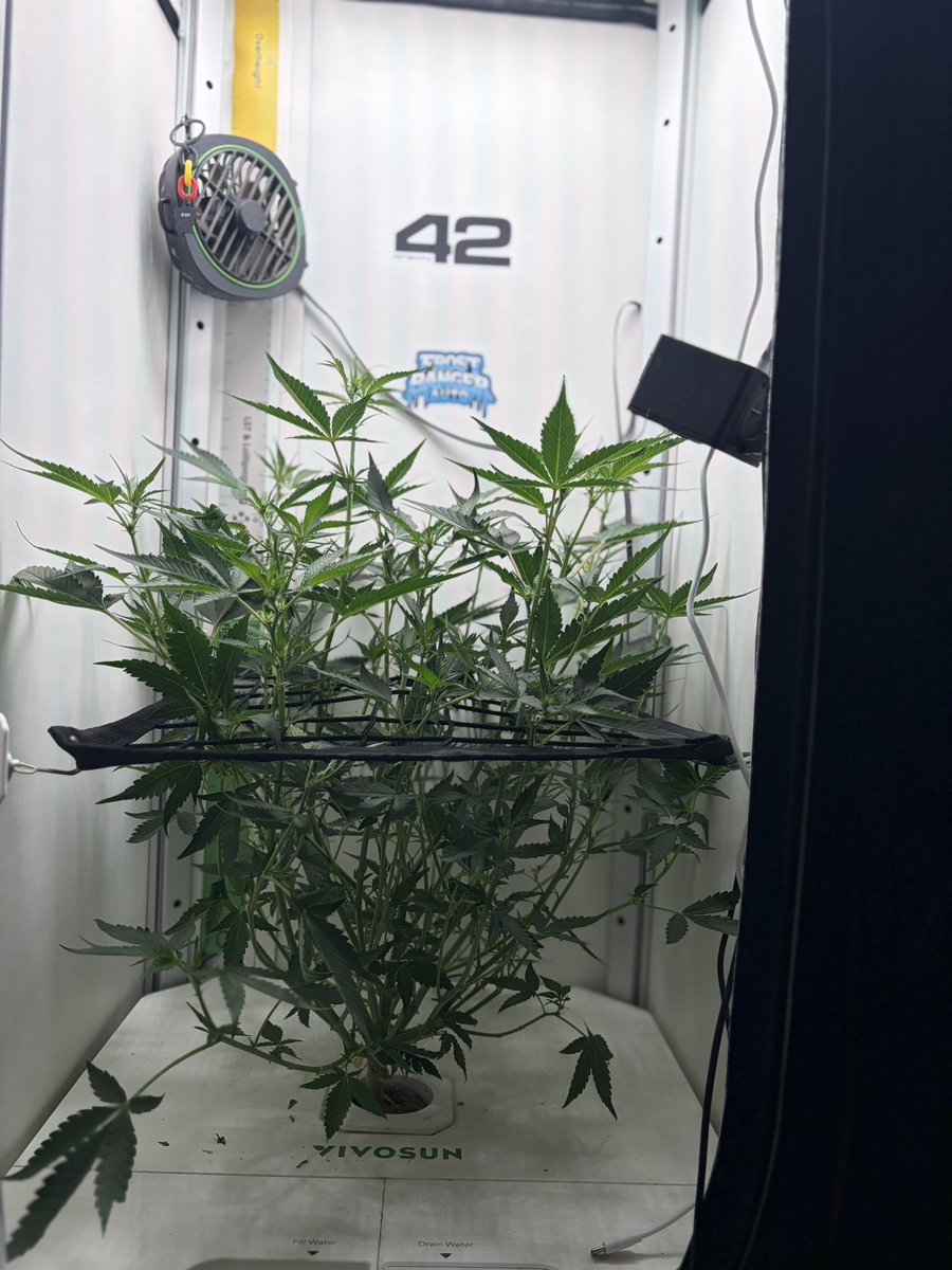 mftexan420too tweet media