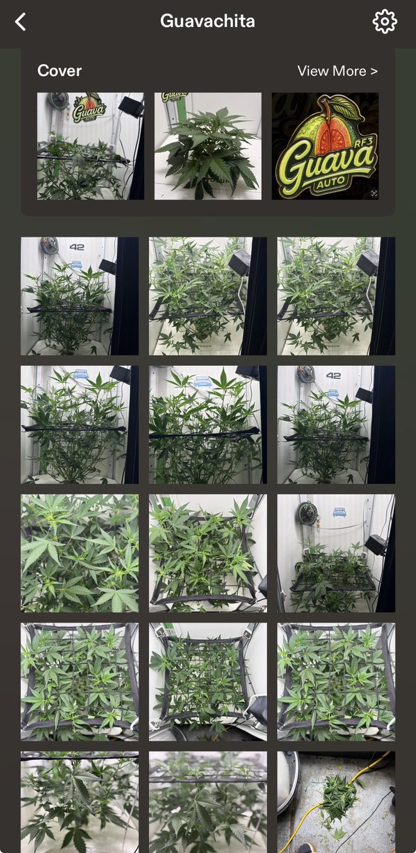 mftexan420too tweet media