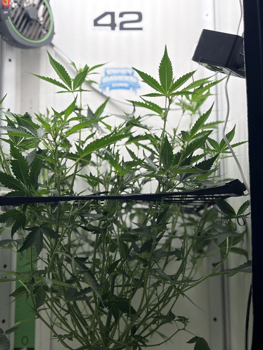 mftexan420too tweet media